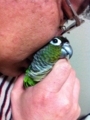 [Conure][ウロコインコ]
