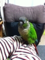 [Conure][ウロコインコ]