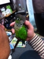 [Conure][ウロコインコ]