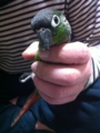 [Conure][ウロコインコ]