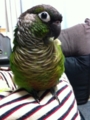 [Conure][ウロコインコ]