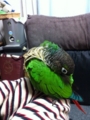 [Conure][ウロコインコ]