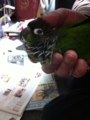 [Conure][ウロコインコ]