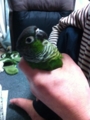 [Conure][ウロコインコ]