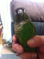 [Conure][ウロコインコ]