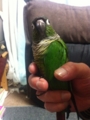 [Conure][ウロコインコ]
