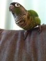 [Conure][ウロコインコ]