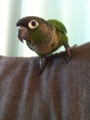 [Conure][ウロコインコ]