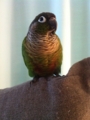 [Conure][ウロコインコ]