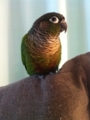 [Conure][ウロコインコ]