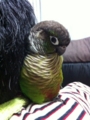 [Conure][ウロコインコ]