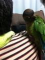 [Conure][ウロコインコ]