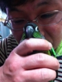 [Conure][ウロコインコ]
