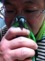 [Conure][ウロコインコ]