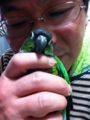 [Conure][ウロコインコ]