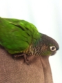 [Conure][ウロコインコ]