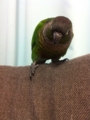 [Conure][ウロコインコ]