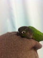 [Conure][ウロコインコ]