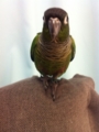 [Conure][ウロコインコ]