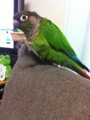 [Conure][ウロコインコ]