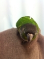 [Conure][ウロコインコ]
