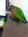 [Conure][ウロコインコ]
