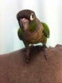 [Conure][ウロコインコ]