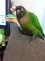 [Conure][ウロコインコ]