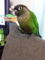 [Conure][ウロコインコ]