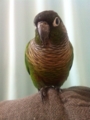 [Conure][ウロコインコ]
