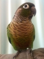 [Conure][ウロコインコ]