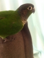 [Conure][ウロコインコ]