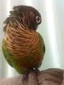 [Conure][ウロコインコ]