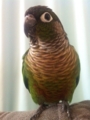 [Conure][ウロコインコ]