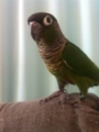 [Conure][ウロコインコ]