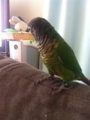 [Conure][ウロコインコ]