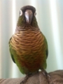 [Conure][ウロコインコ]