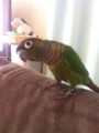 [Conure][ウロコインコ]