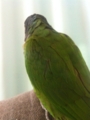 [Conure][ウロコインコ]