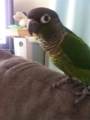 [Conure][ウロコインコ]