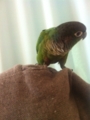 [Conure][ウロコインコ]