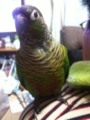 [Conure][ウロコインコ]