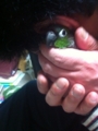 [Conure][ウロコインコ]