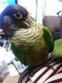 [Conure][ウロコインコ]