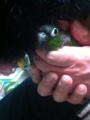 [Conure][ウロコインコ]