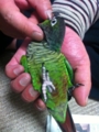[Conure][ウロコインコ]