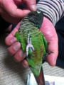 [Conure][ウロコインコ]