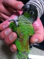 [Conure][ウロコインコ]