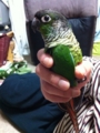 [Conure][ウロコインコ]