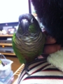 [Conure][ウロコインコ]